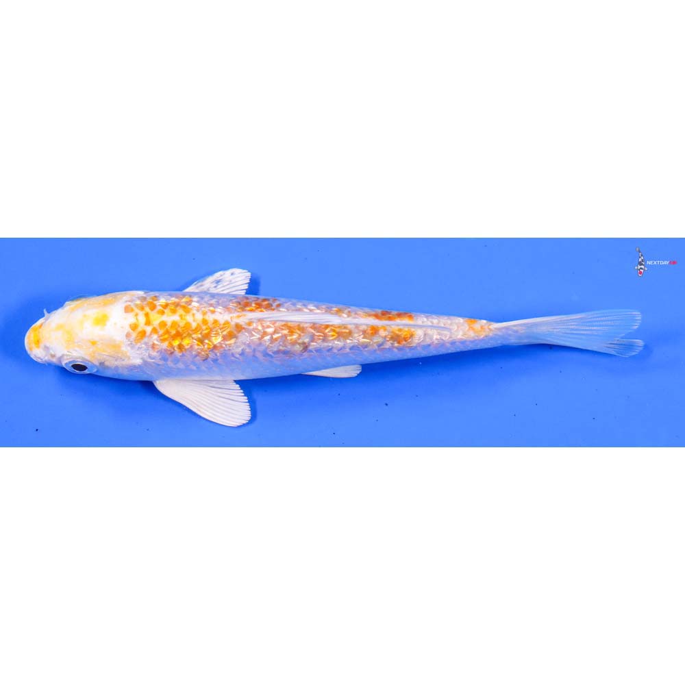 5” Imported Gin Rin Lemon Hariwake