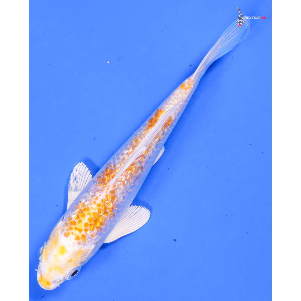 5” Imported Gin Rin Lemon Hariwake