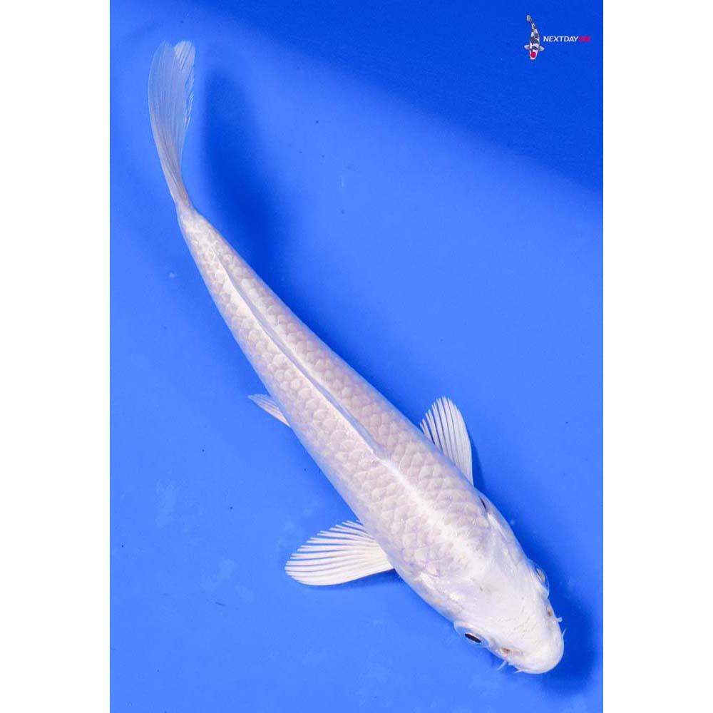 5” Imported Platinum Ogon