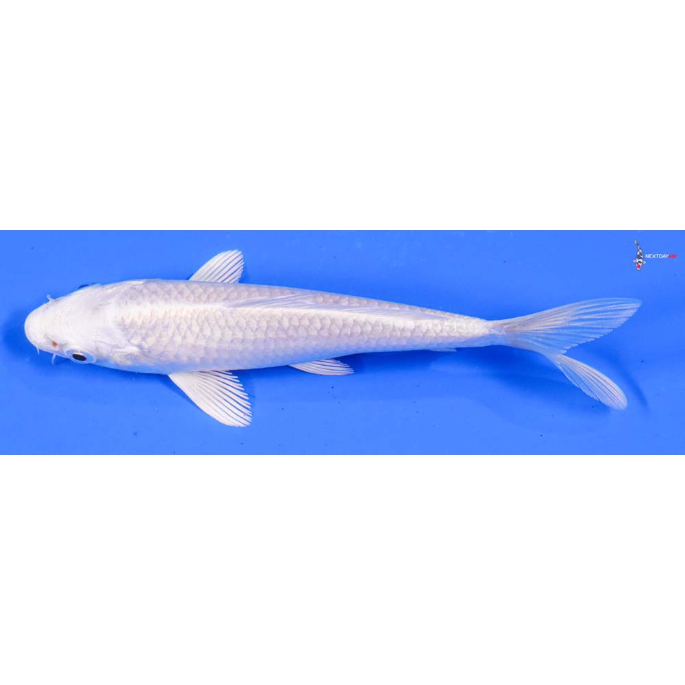 5” Imported Platinum Ogon