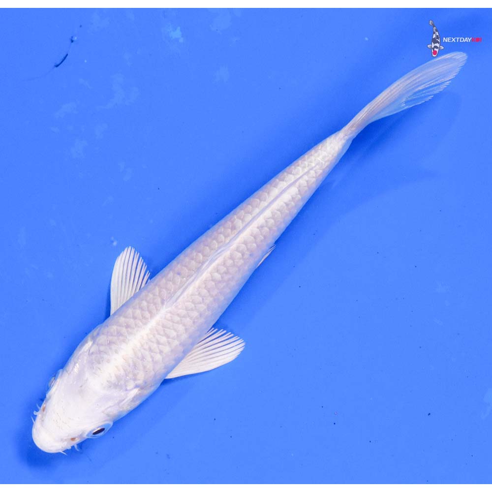 5” Imported Platinum Ogon