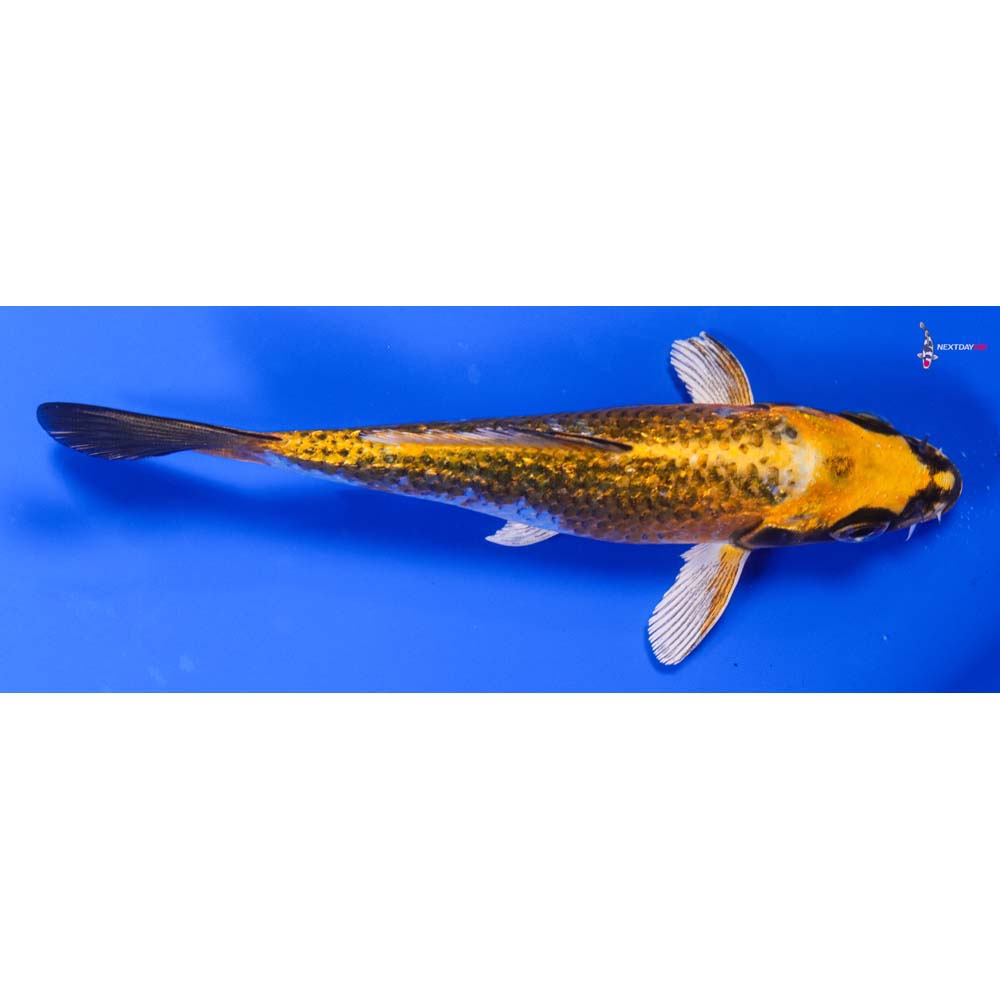 5” Imported Gin Rin Kujaku