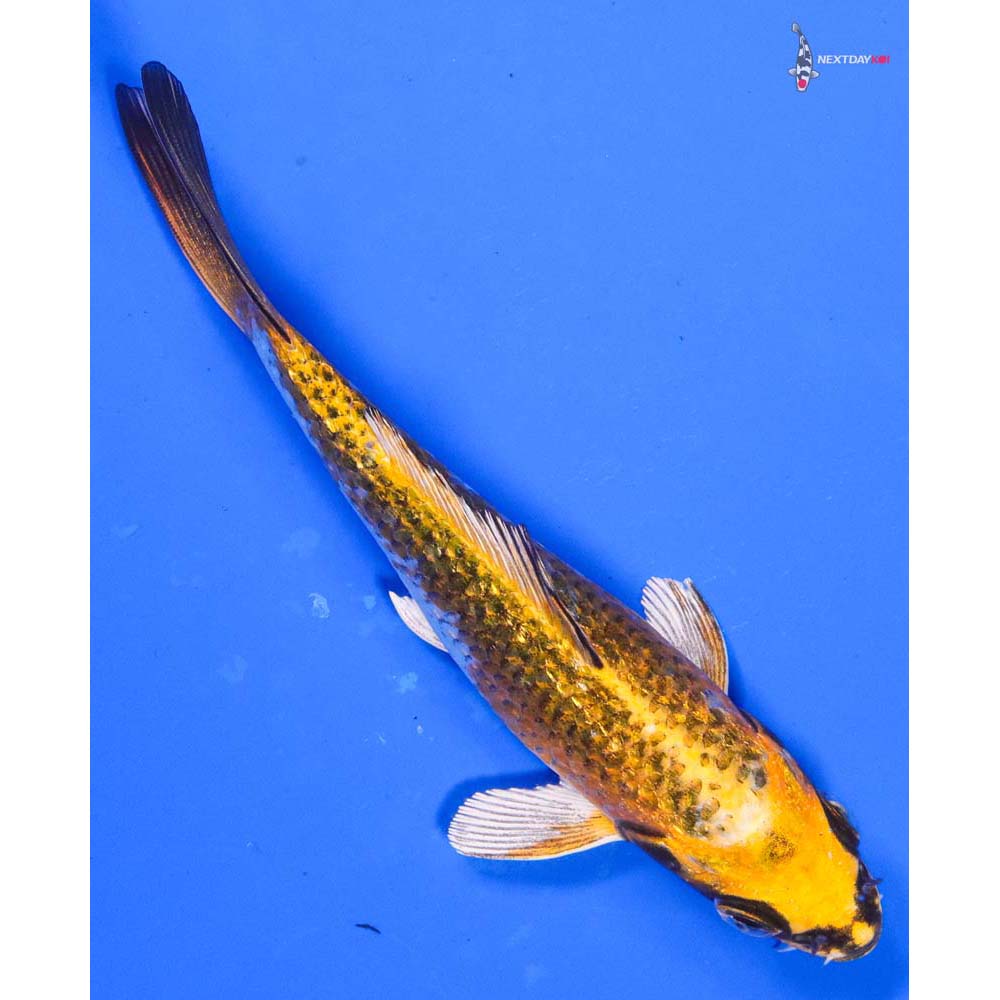 5” Imported Gin Rin Kujaku