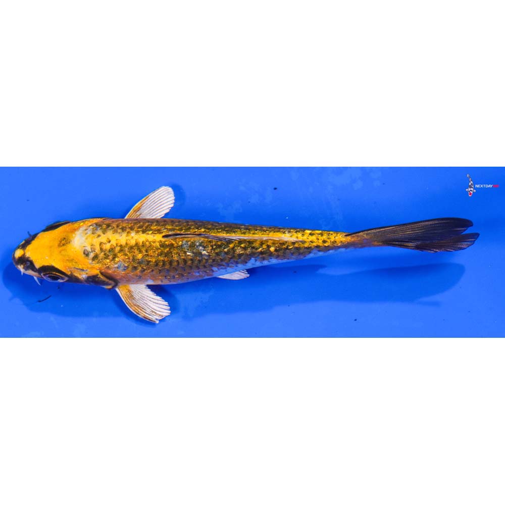 5” Imported Gin Rin Kujaku