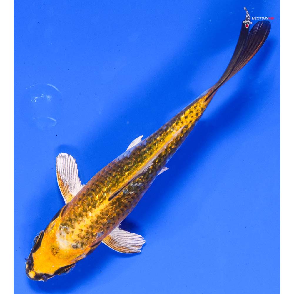 5” Imported Gin Rin Kujaku