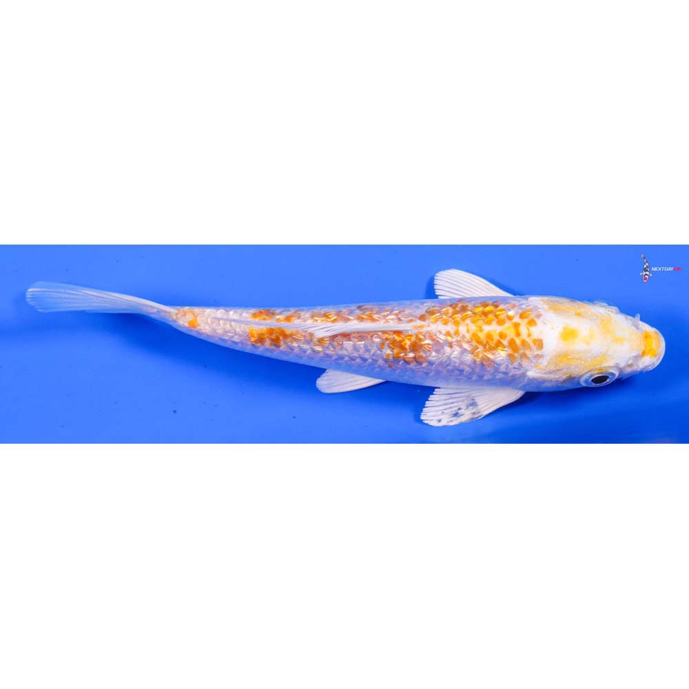5” Imported Gin Rin Lemon Hariwake