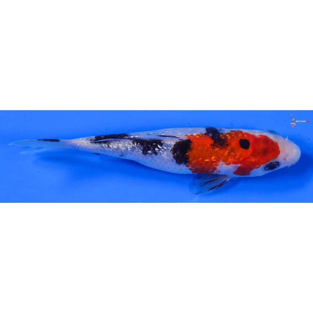 4” Imported Gin Rin Sanke