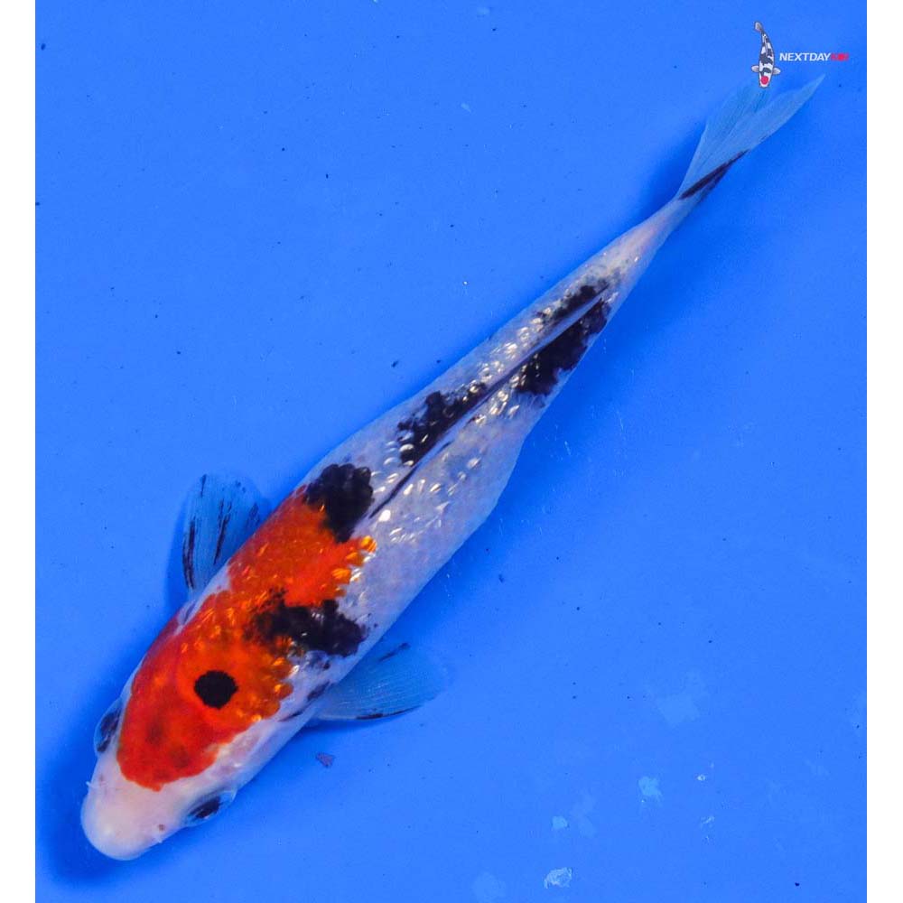 4” Imported Gin Rin Sanke