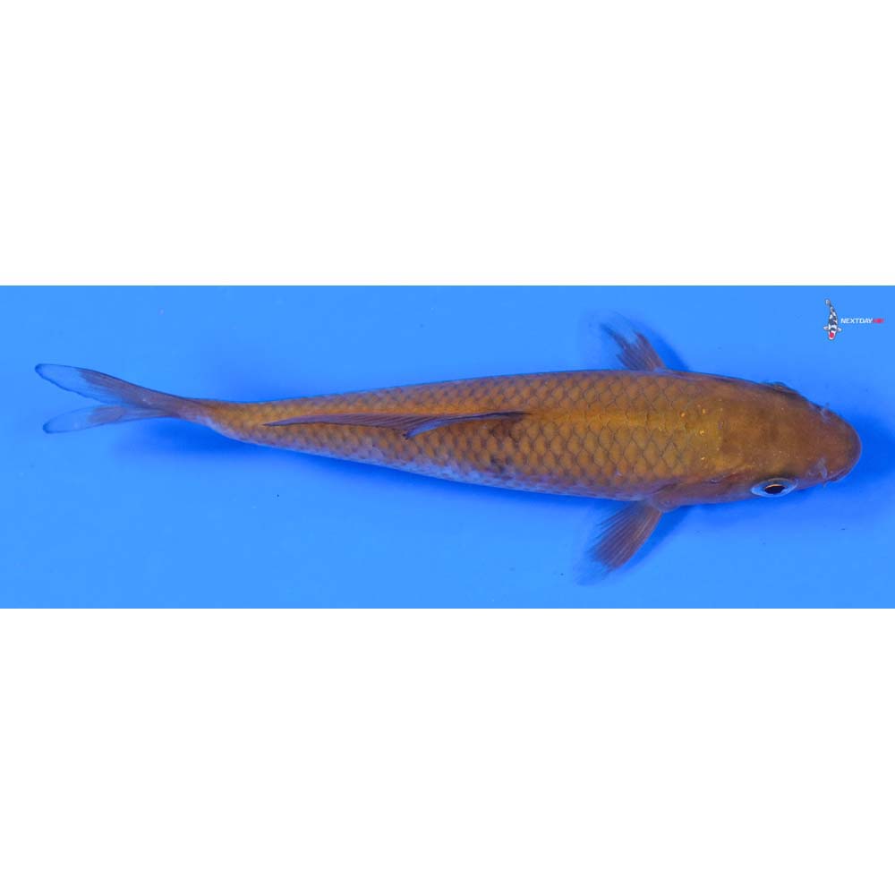 4” Imported Chagoi