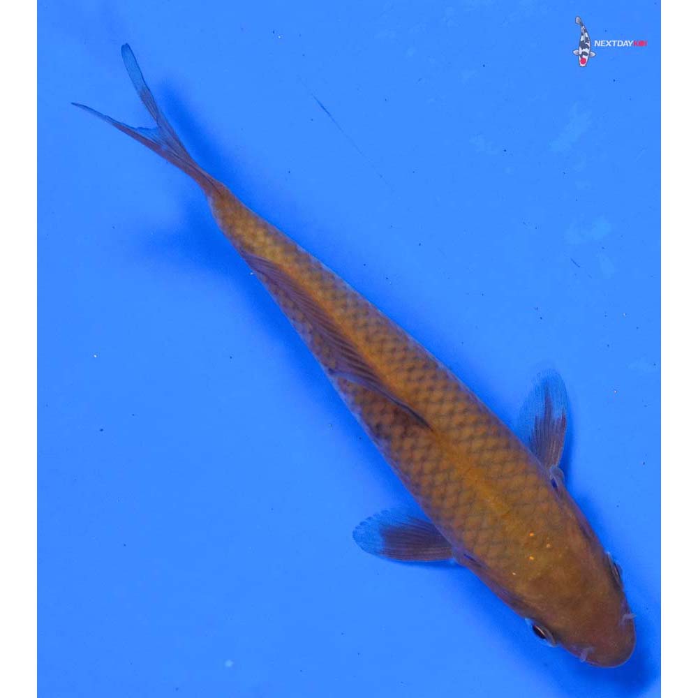 4” Imported Chagoi