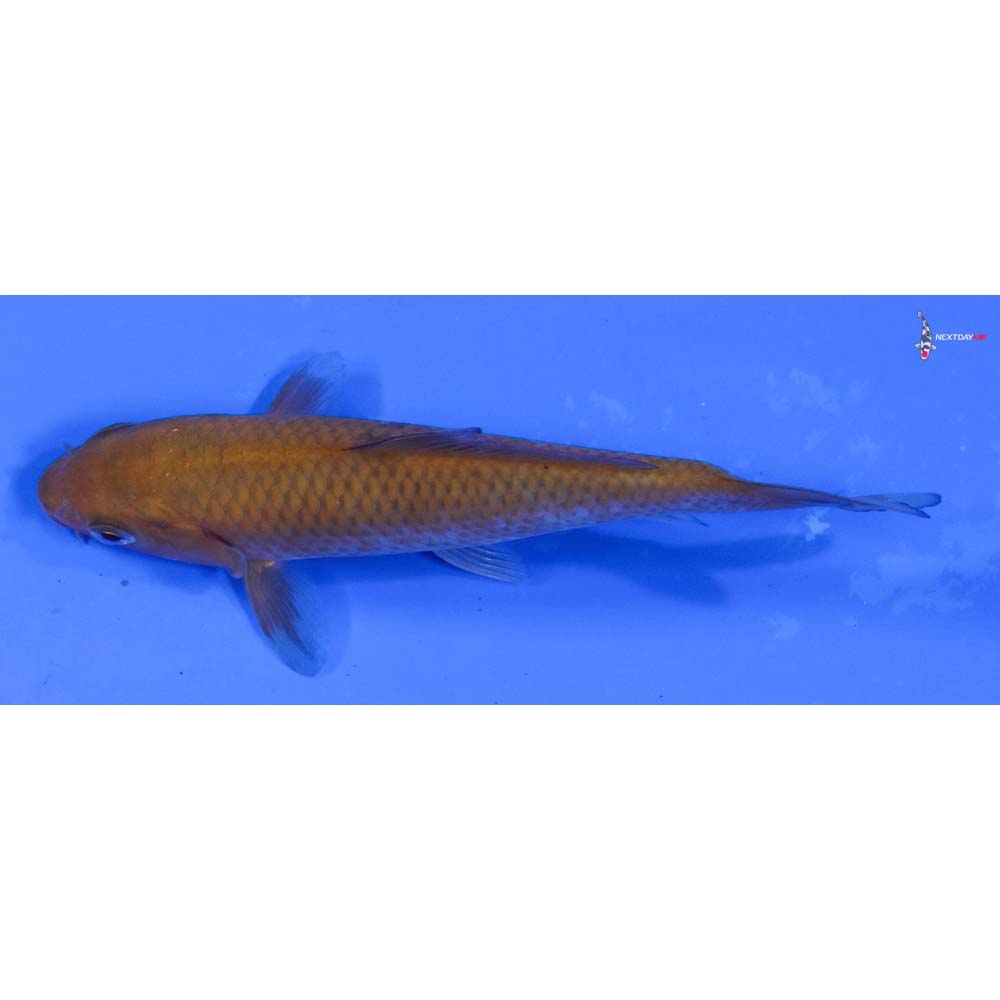 4” Imported Chagoi