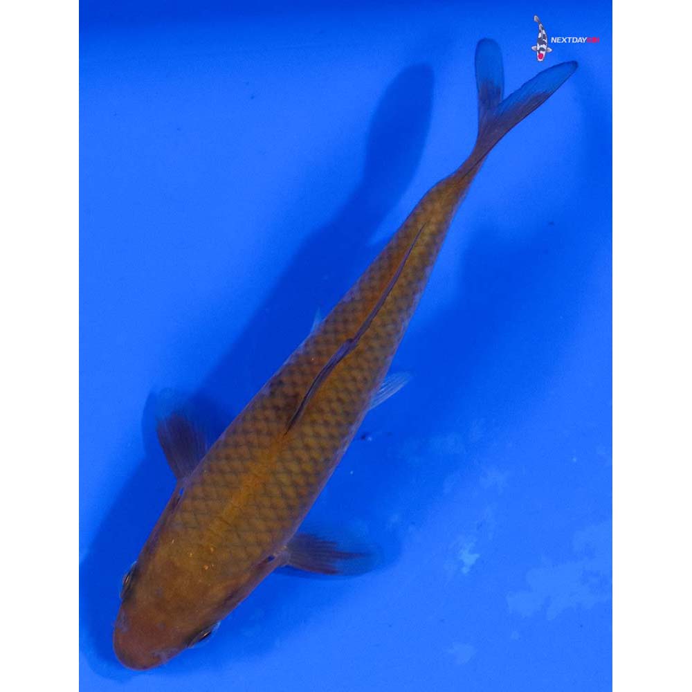 4” Imported Chagoi