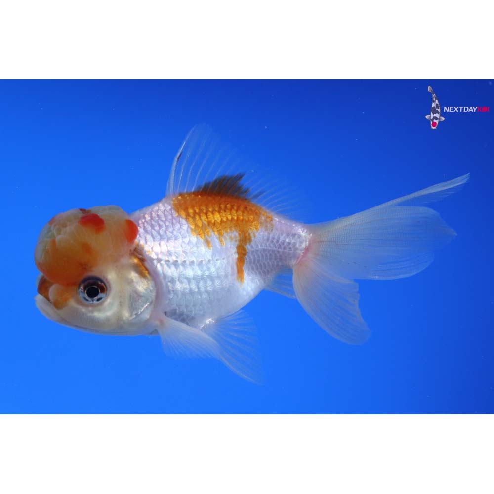 4” Imported Panda Oranda