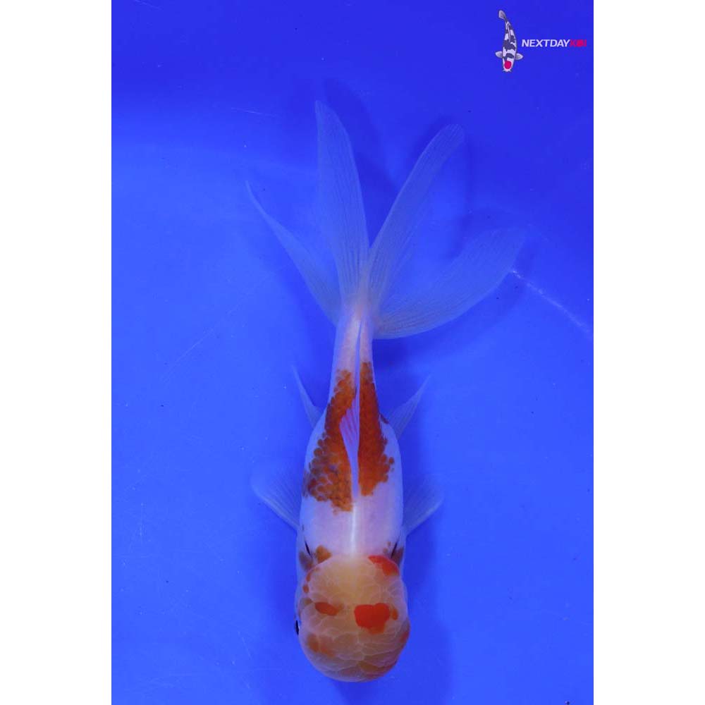 4” Imported Panda Oranda