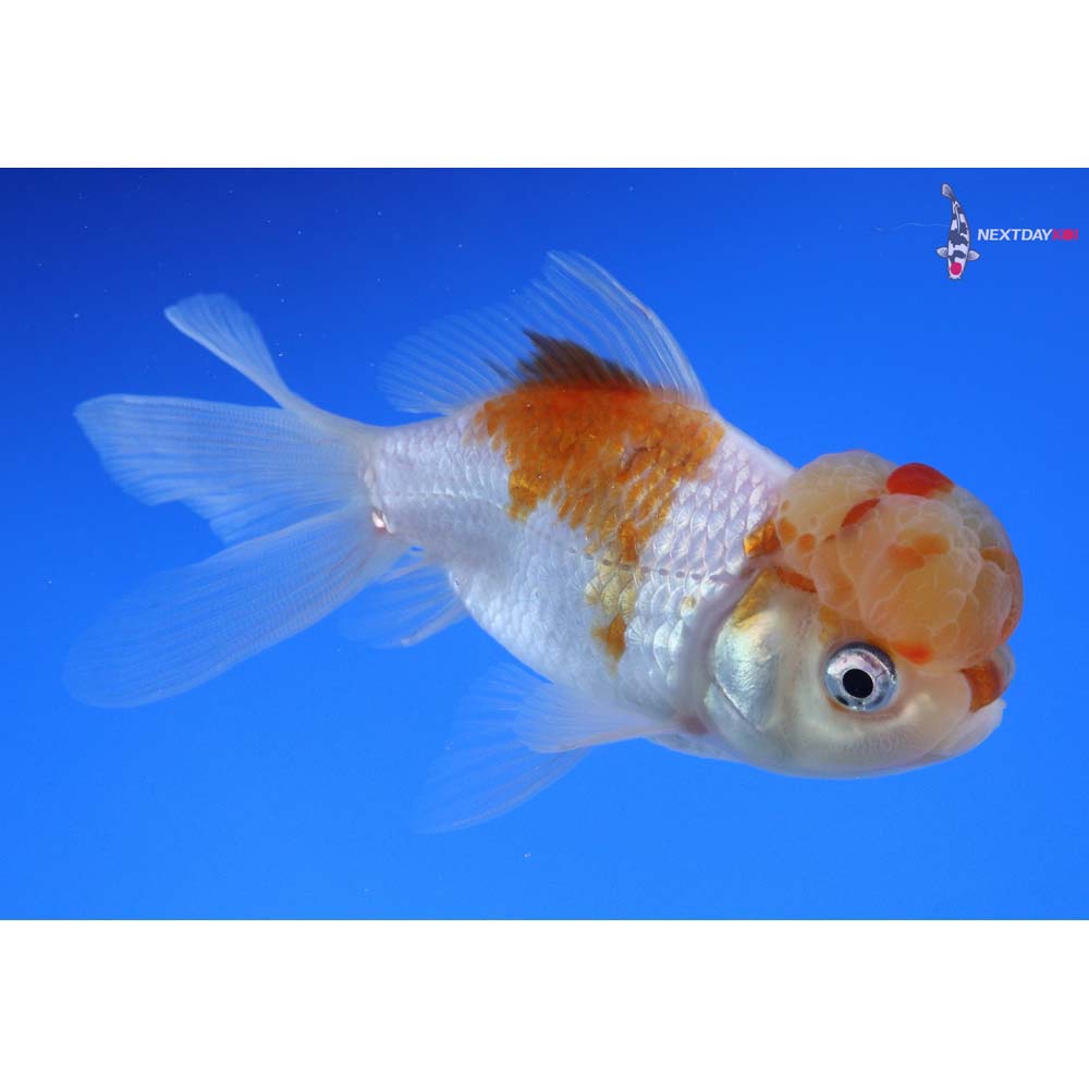 4” Imported Panda Oranda