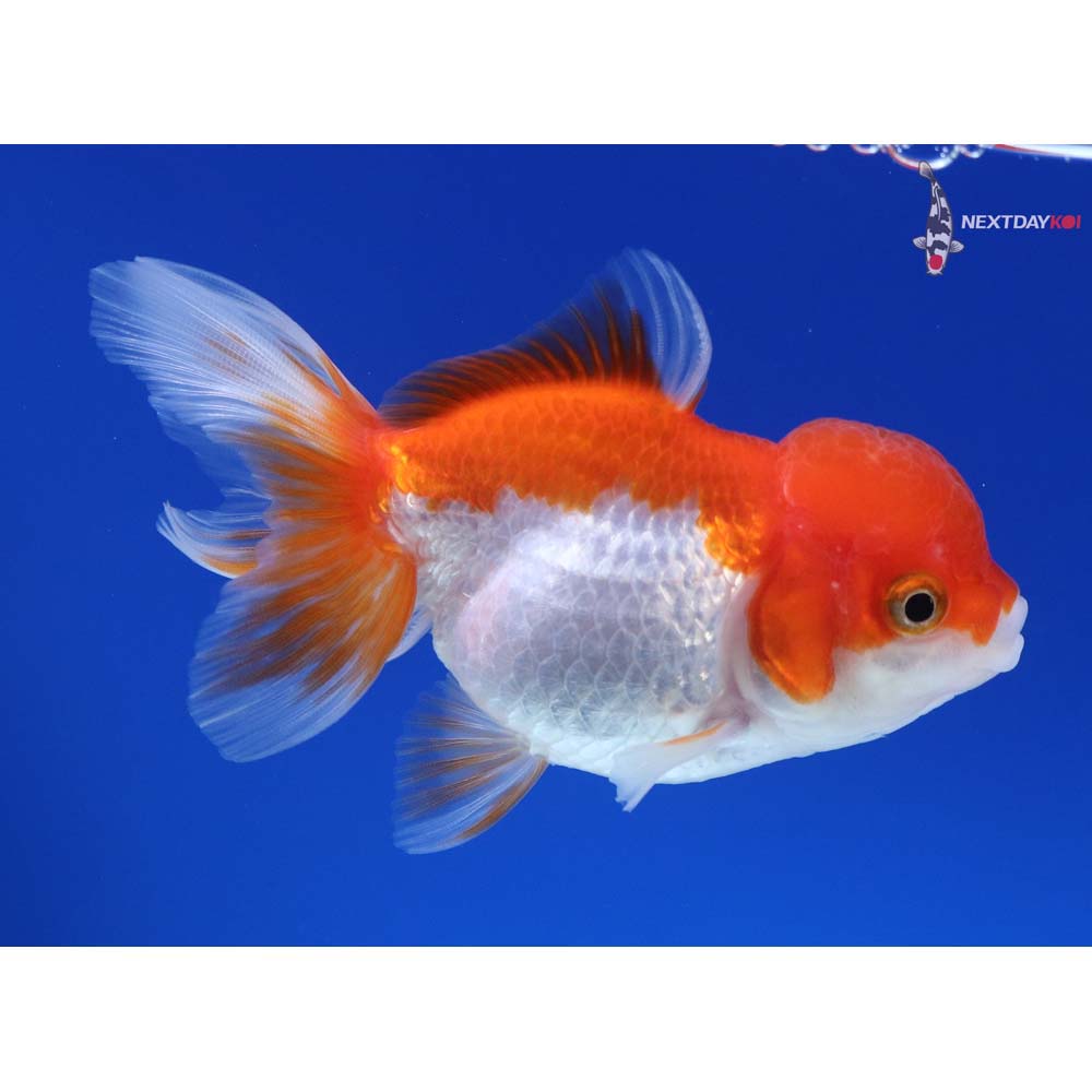 4” Imported Red and White Oranda