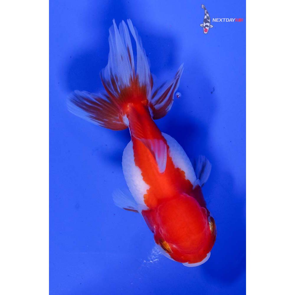4” Imported Red and White Oranda