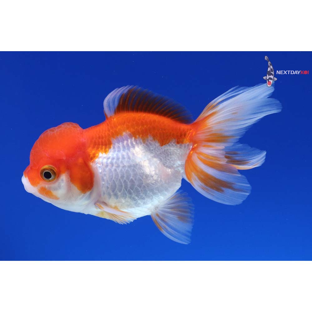 4” Imported Red and White Oranda