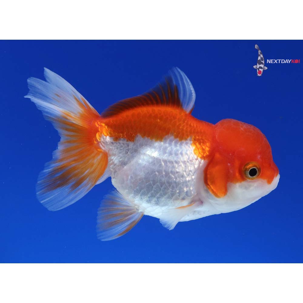 4” Imported Red and White Oranda