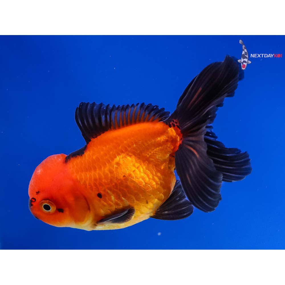 4” Imported Red and Black Oranda