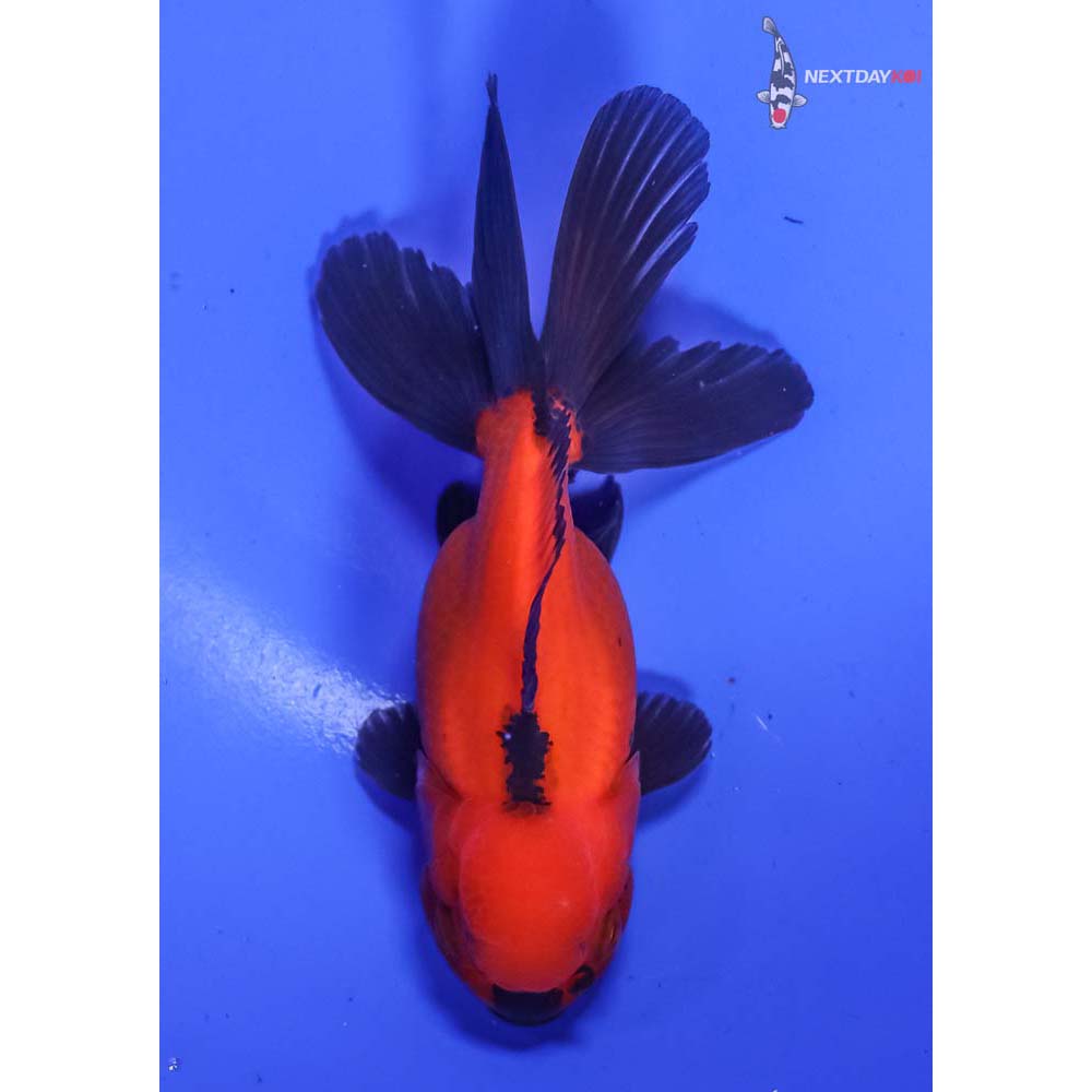 4” Imported Red and Black Oranda