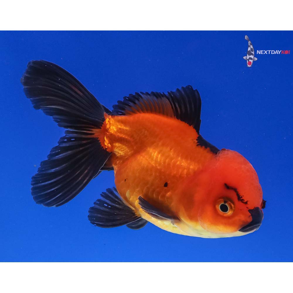 4” Imported Red and Black Oranda
