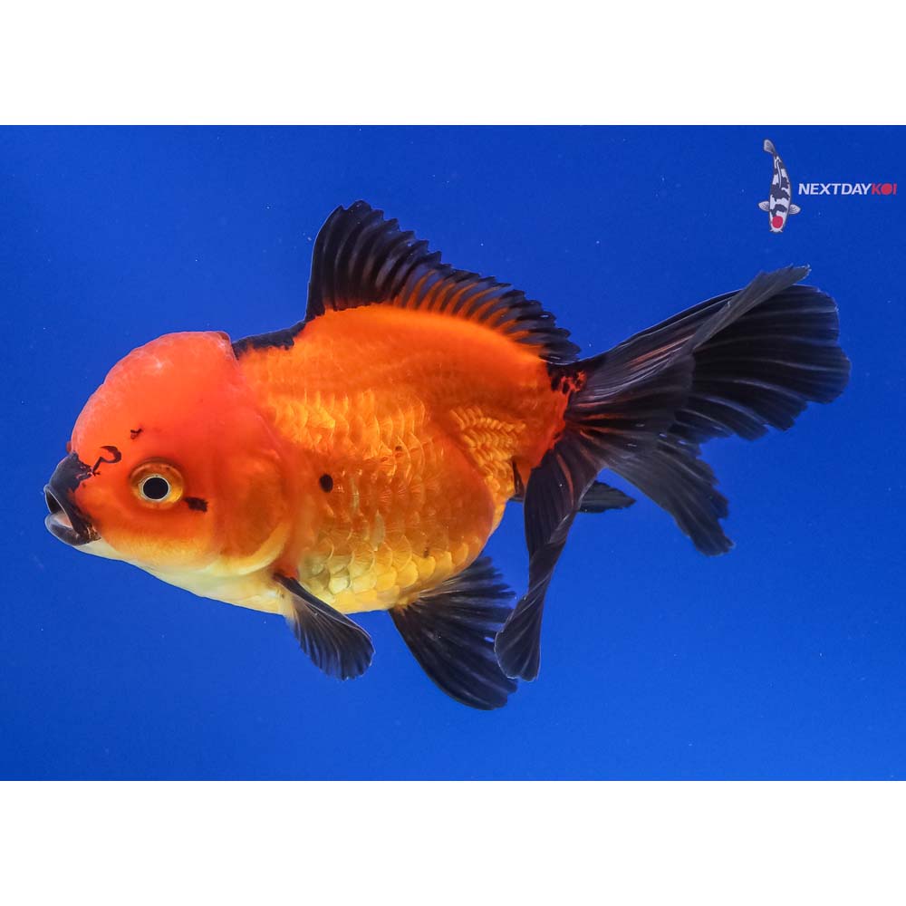 4” Imported Red and Black Oranda