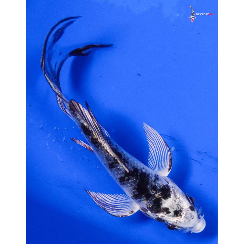 3.5” Imported Gin Shiro Bekko Butterfly Koi