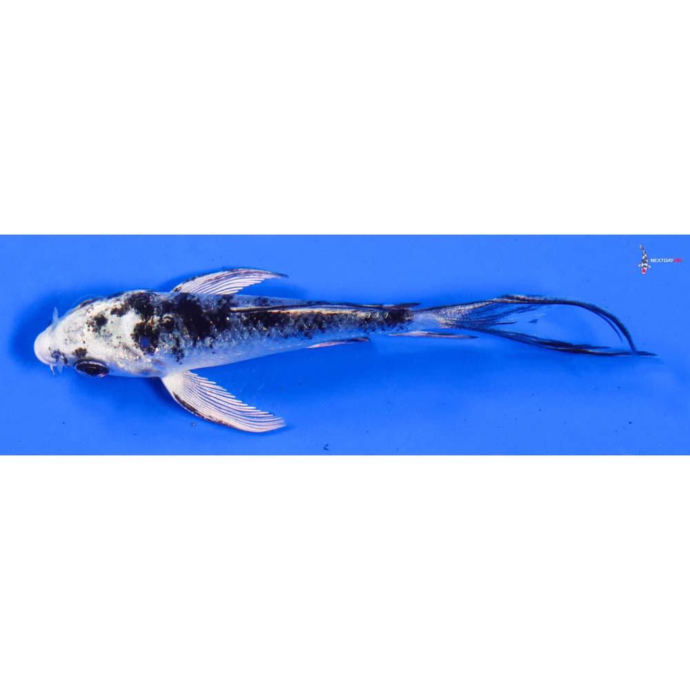 3.5” Imported Gin Shiro Bekko Butterfly Koi