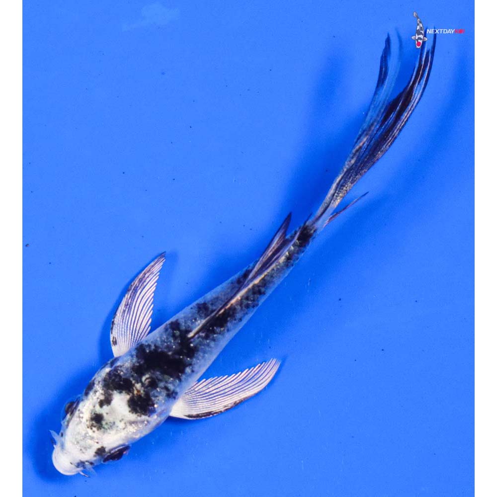3.5” Imported Gin Shiro Bekko Butterfly Koi