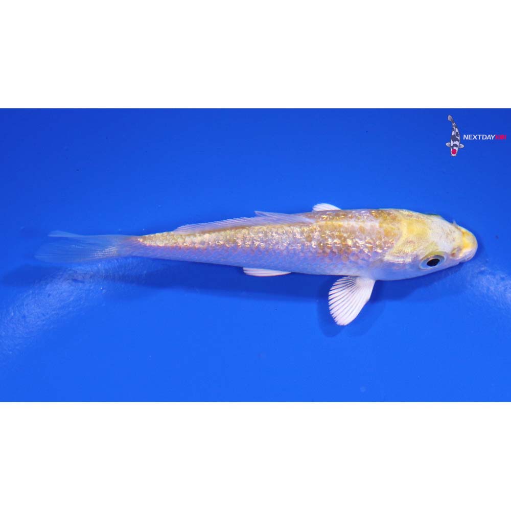 3.5” Imported Gin Rin Lemon Hariwake