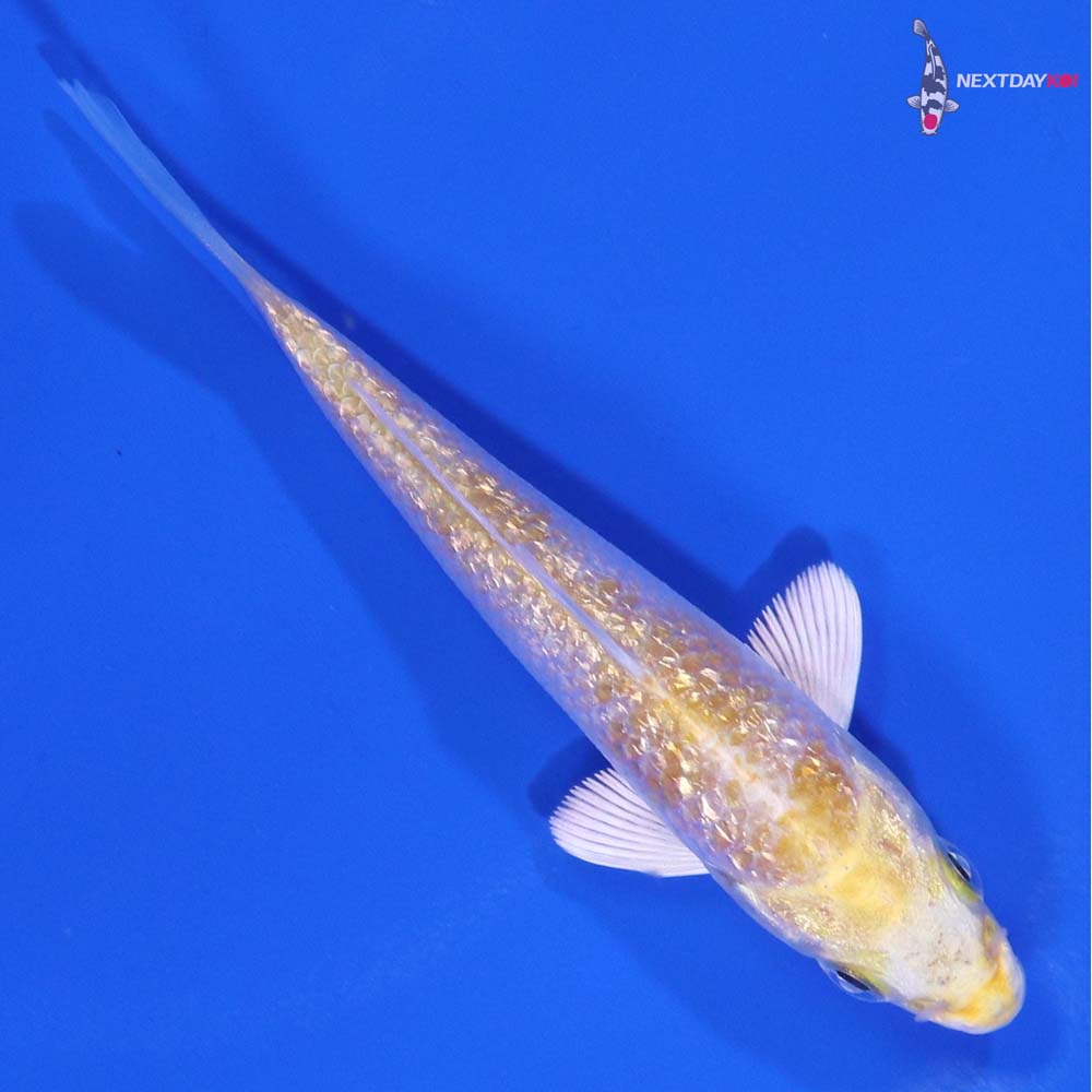 3.5” Imported Gin Rin Lemon Hariwake