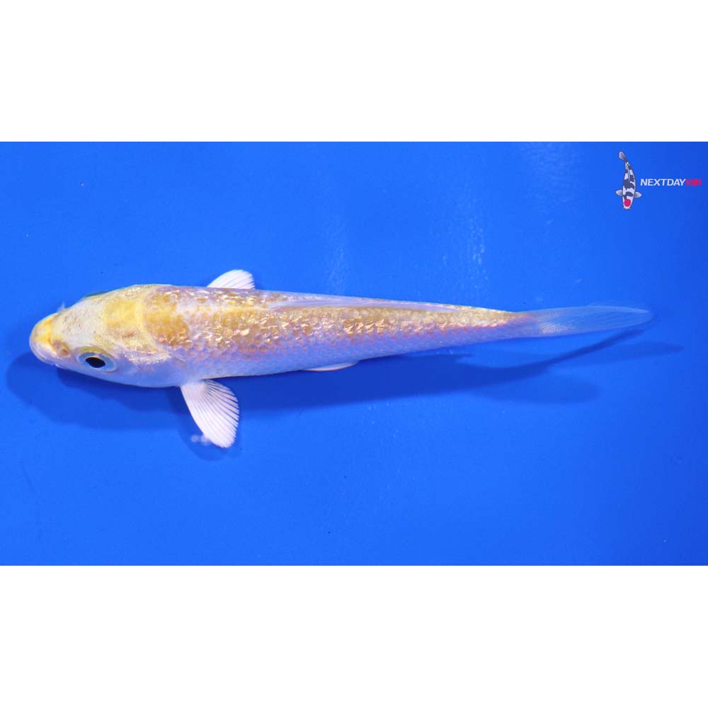 3.5” Imported Gin Rin Lemon Hariwake