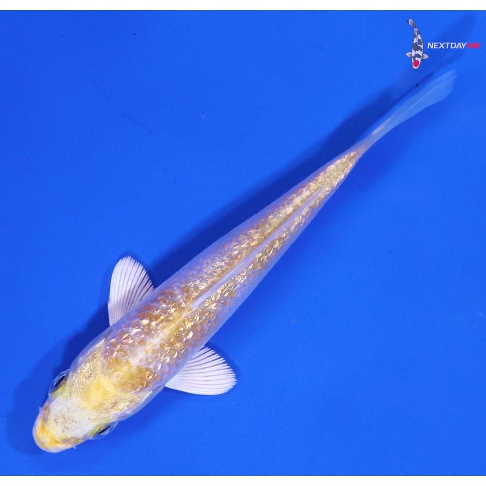 3.5” Imported Gin Rin Lemon Hariwake