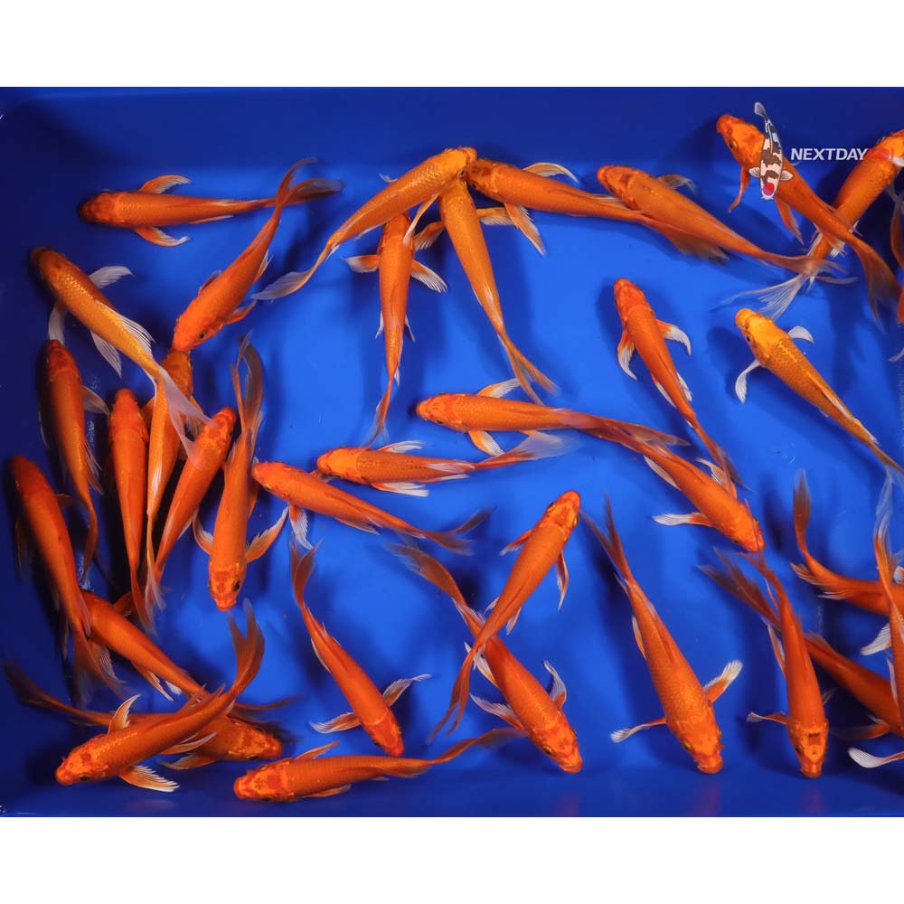 6-7" Imported Neon Orenji Ogon Butterfly Koi