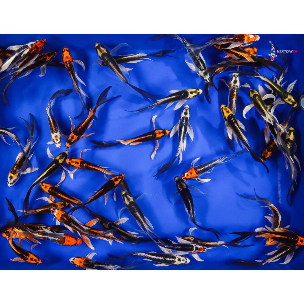 5-6" Imported Kin Kikokuryu and Kabuto Butterfly Koi Mix