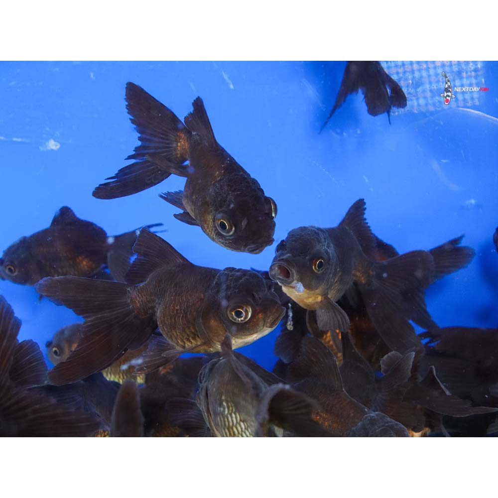 3-4" Imported Chocolate Oranda Goldfish - Image 11