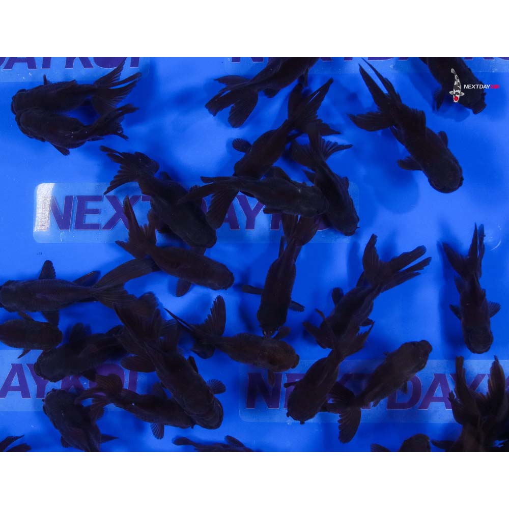 3-4" Imported Chocolate Oranda Goldfish - Image 8