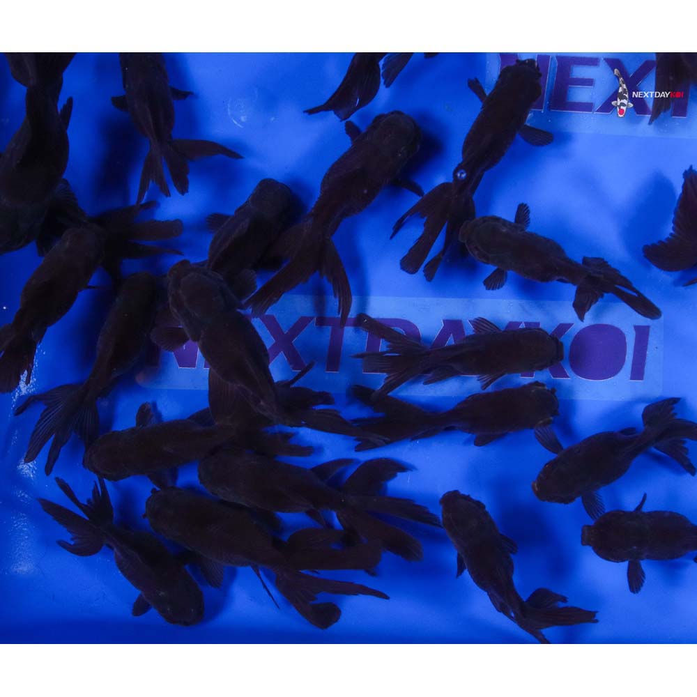 3-4" Imported Chocolate Oranda Goldfish - Image 10