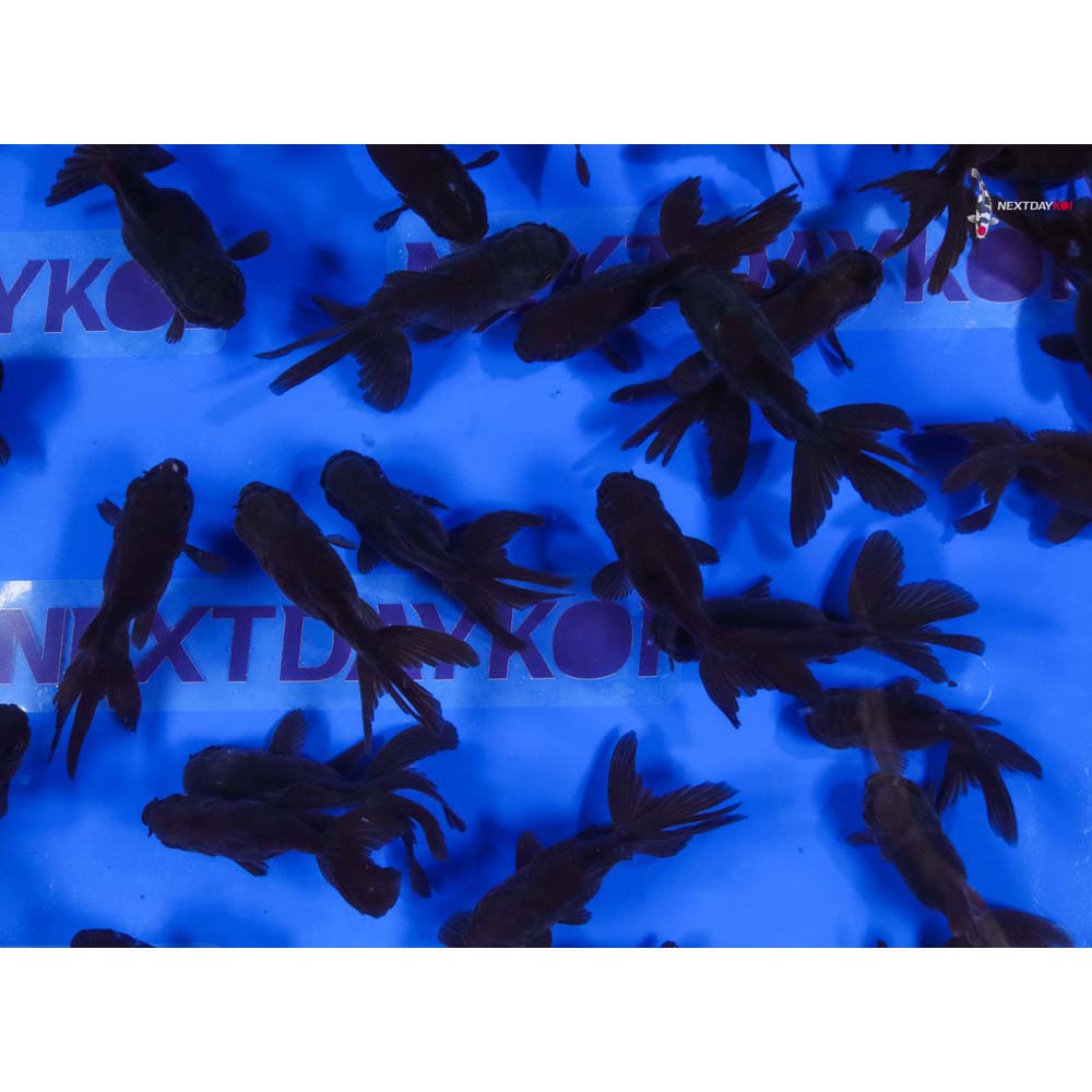 3-4" Imported Chocolate Oranda Goldfish - Image 4