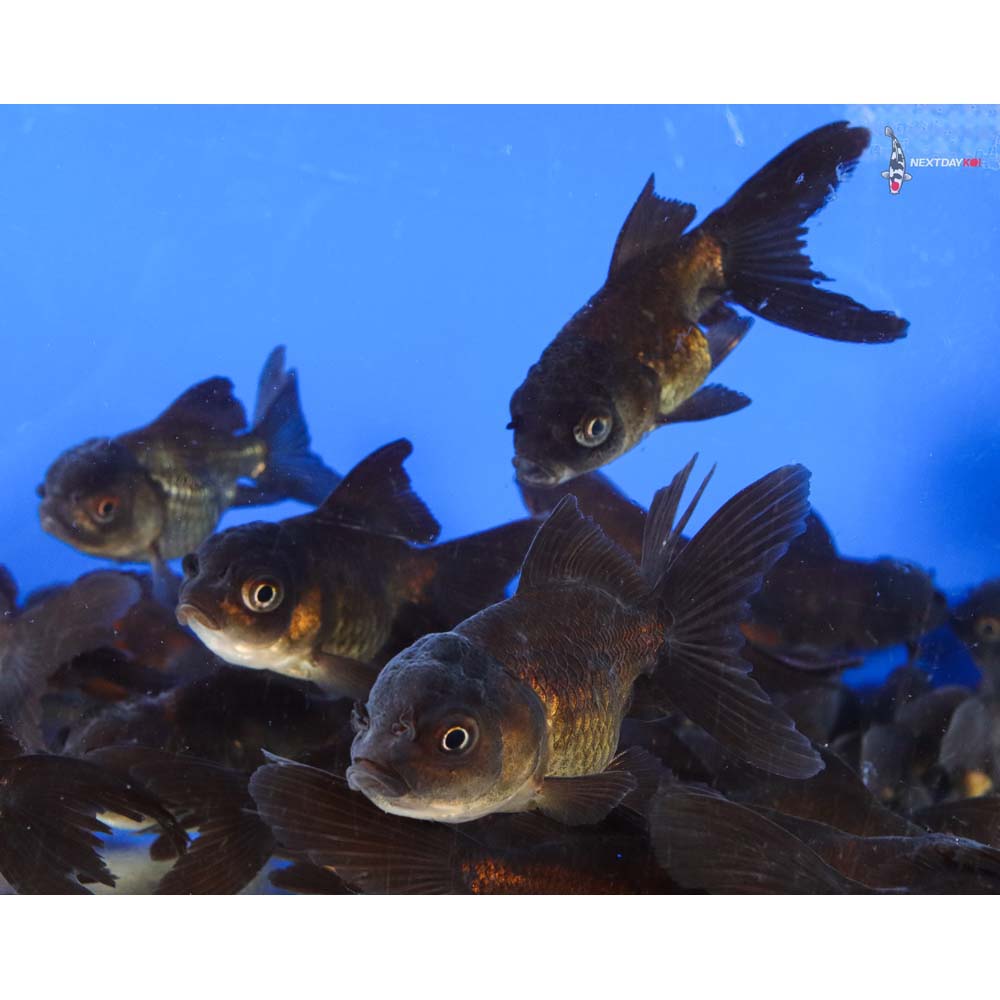 3-4" Imported Chocolate Oranda Goldfish - Image 3