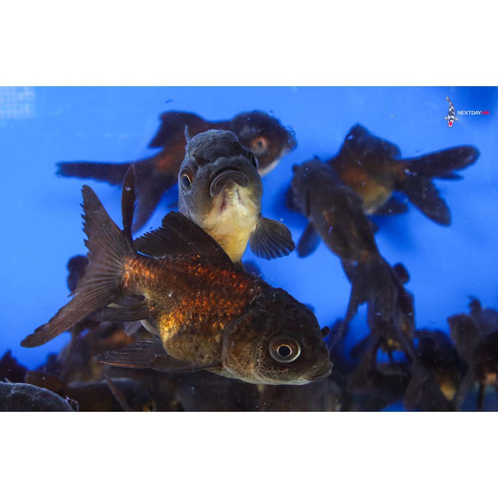 3-4" Imported Chocolate Oranda Goldfish - Image 5
