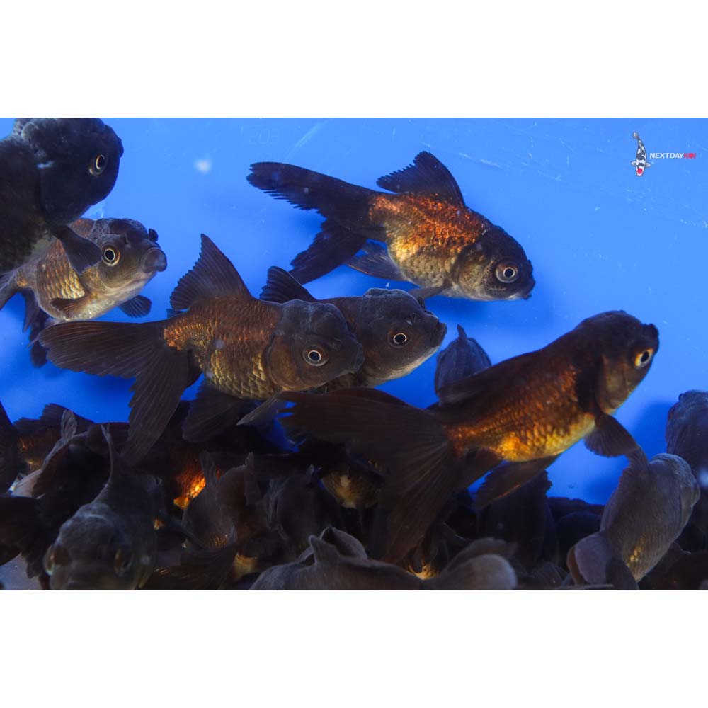 3-4" Imported Chocolate Oranda Goldfish - Image 9