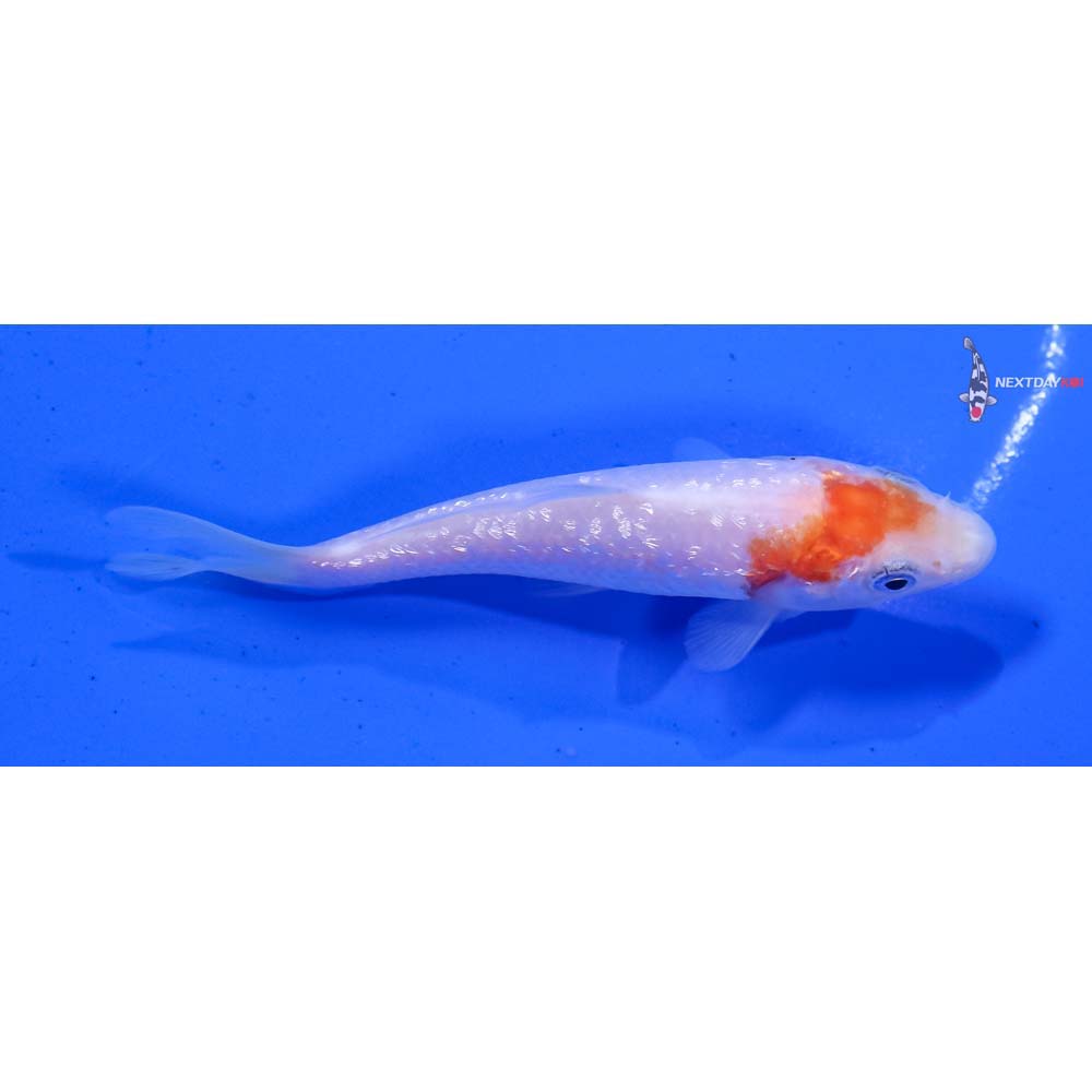 4” Imported Gin Rin Kohaku