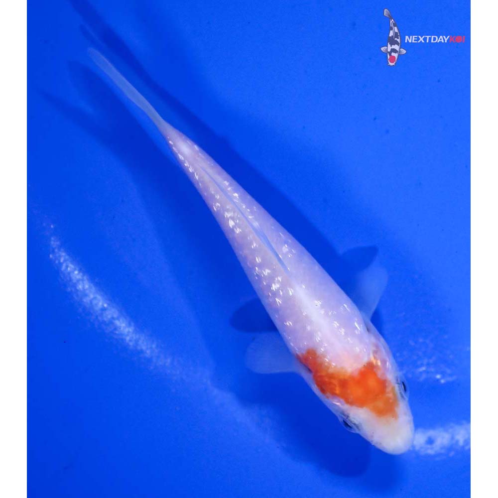 4” Imported Gin Rin Kohaku