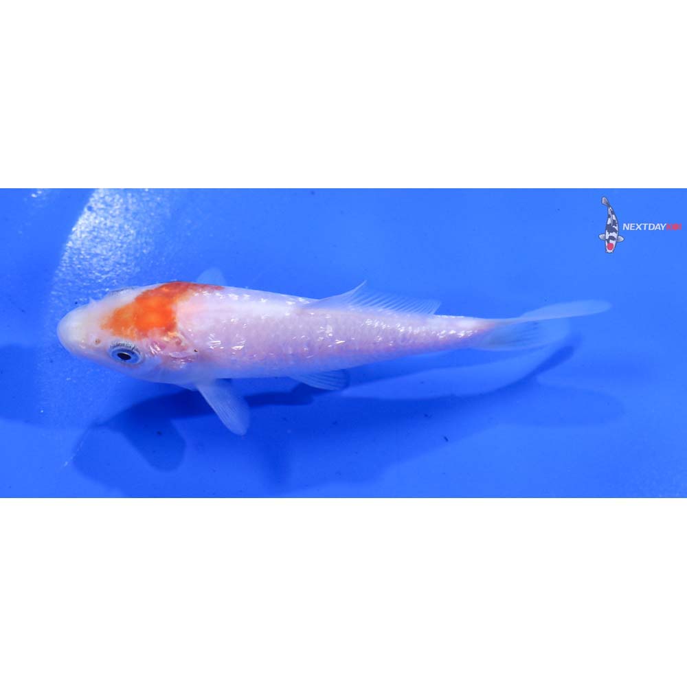 4” Imported Gin Rin Kohaku