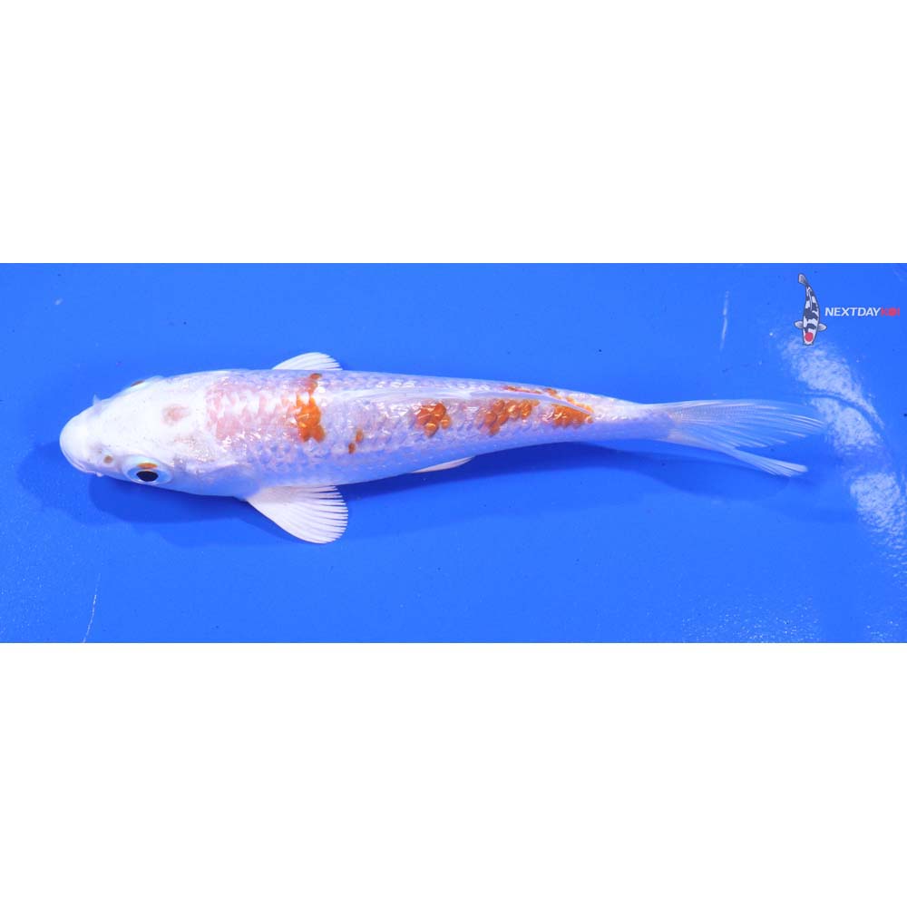 4.5” Imported Gin Rin Hariwake