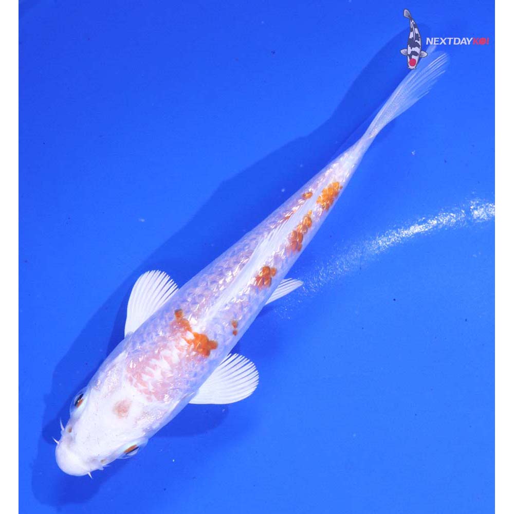 4.5” Imported Gin Rin Hariwake