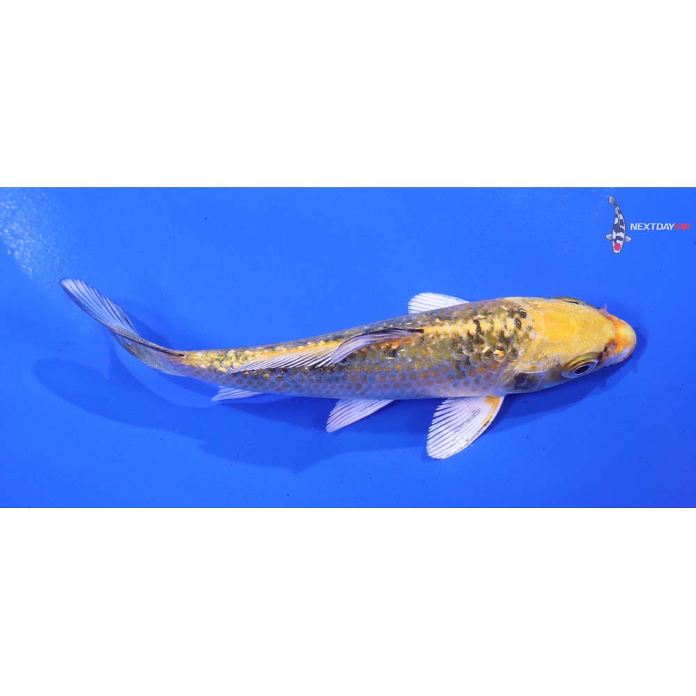 4.5” Imported Gin Rin Yamato Nishiki