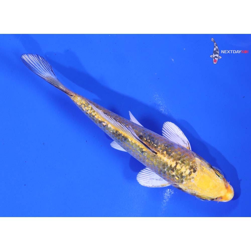 4.5” Imported Gin Rin Yamato Nishiki